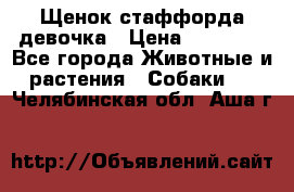 Щенок стаффорда девочка › Цена ­ 20 000 - Все города Животные и растения » Собаки   . Челябинская обл.,Аша г.